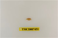 藏品(拉氏清溪蟹)的圖片